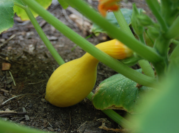 yellow crookneck image####