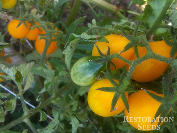 Yellow Pear tomato image####