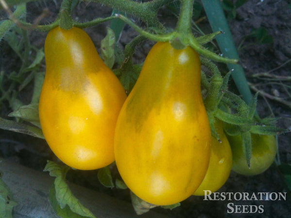 Yellow Pear tomato image####