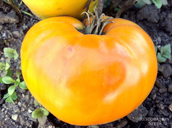 Yellow Stone tomato image####