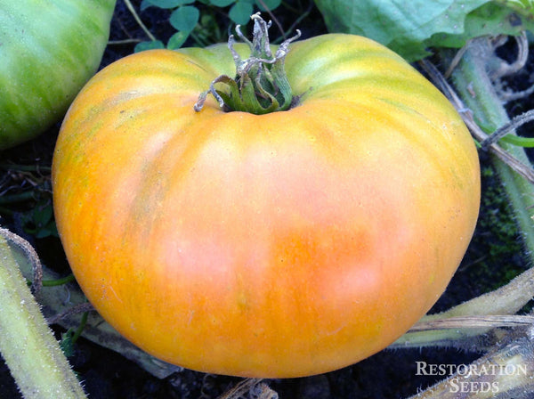 Yellow Stone tomato image####