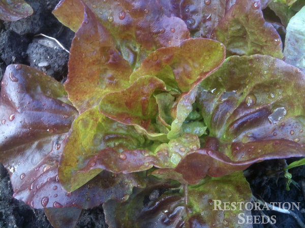 Yugoslavian Red lettuce image####
