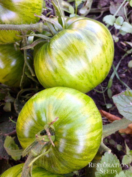 Zebra Rita tomato image####