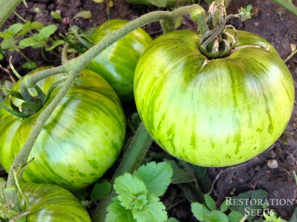 Zebra Rita tomato image####