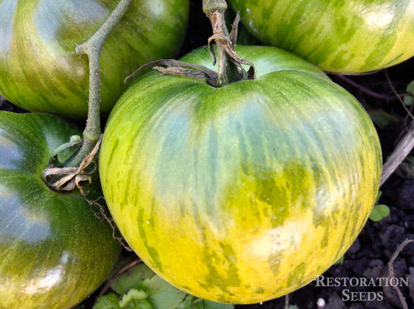 Zebra Rita tomato image####