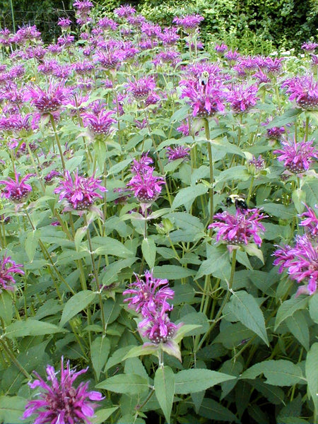 bergamot lavender plant Wild Bergamot