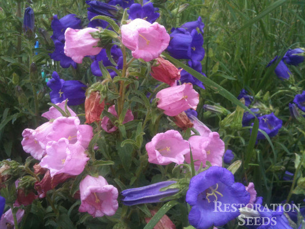 Peach Leaf campanula image####