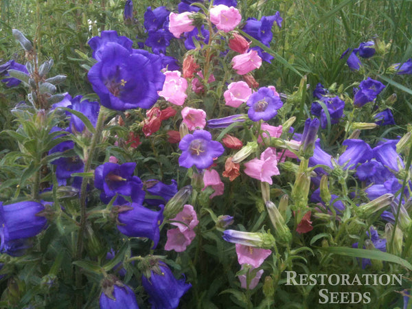 Peach Leaf campanula image####