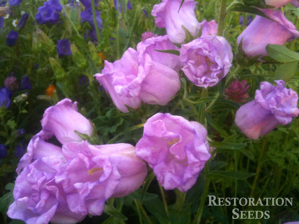 Peach Leaf campanula image####