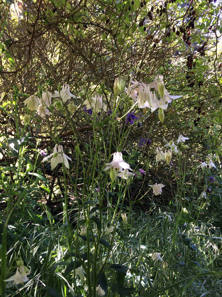 European Purple Columbine