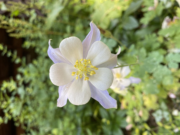 European Purple Columbine