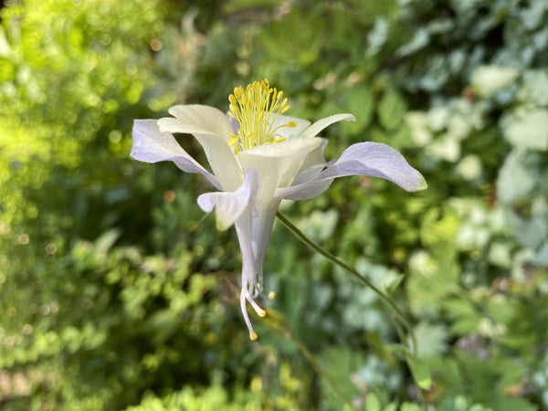 European Purple Columbine