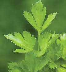 Gigante di Napoli Parsley