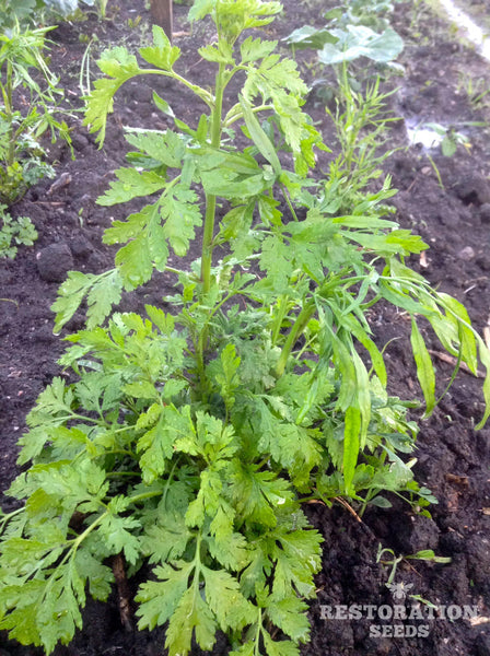hamburg root parsley image####