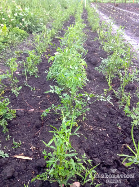hamburg root parsley image####
