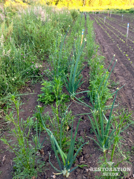hamburg root parsley image####
