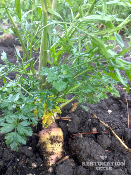 hamburg root parsley image####