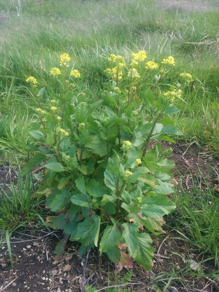 mustard seed plant california Wild Mustard