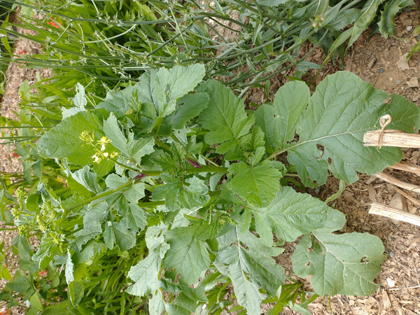 wild mustard seed plant Wild Mustard
