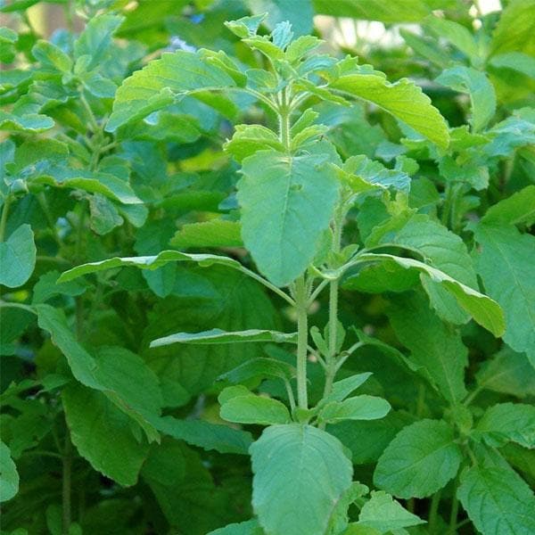 Tulis Rama Rama Tulsi Rama