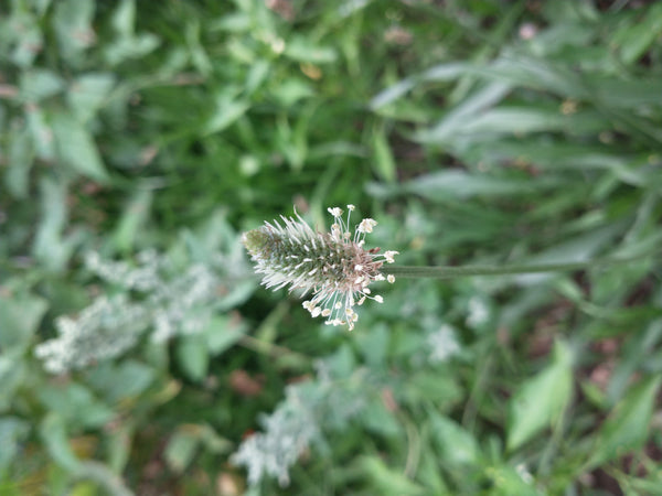 planting plantain seeds Narrowleaf Plantain