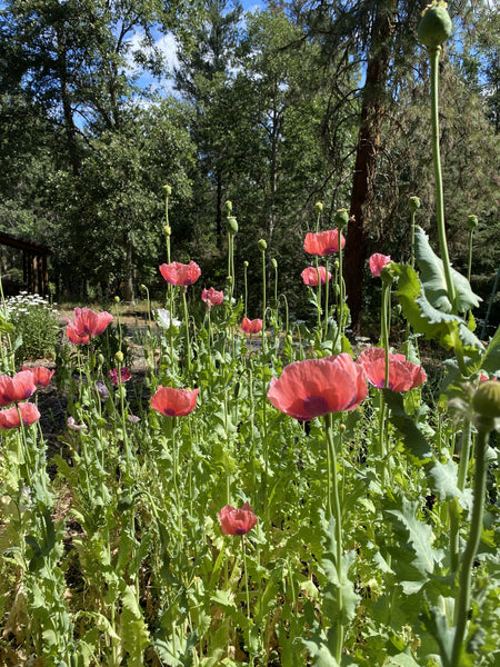 Rattle Poppy Mix