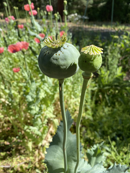 Rattle Poppy Mix