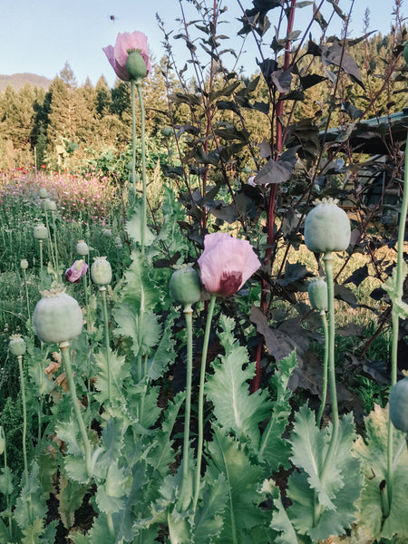 lavender plants large Large Lavender Poppy