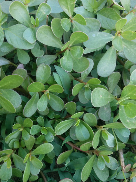 is purslane a succulent Purslane