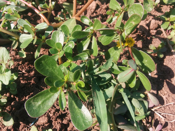 Purslane