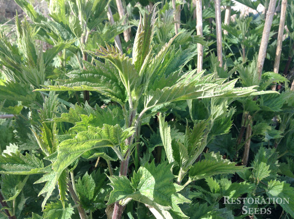 stinging nettle seeds for planting stinging nettle, Organic