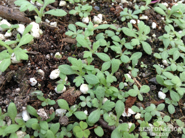 wormwood plant seeds wormwood, redstem, Organic