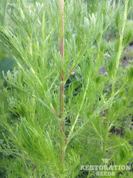 wormwood, redstem image####